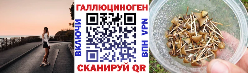 Галлюциногенные грибы Psilocybe  Нестеровская 